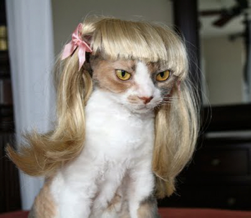 Cat with a hairdo